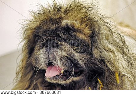 An Old Pekingese Found Homeless With A Festering Eye