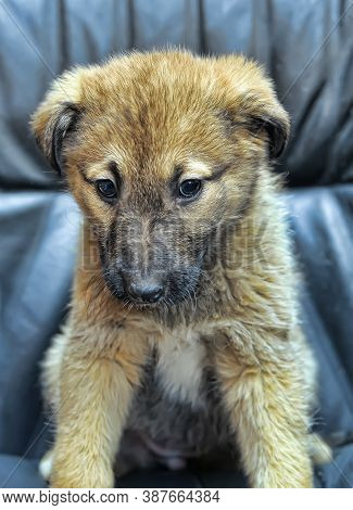 Mongrel Puppy On A Dark Background