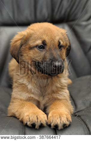 Mongrel Puppy On A Dark Background