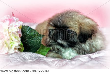 Pekingese Puppy On A Pink Background In Studio Close Up