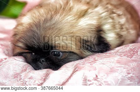 Pekingese Puppy On A Pink Background