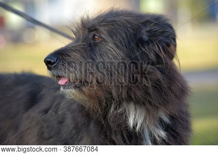 Dog Mestizo Terrier For A Walk In The Summer