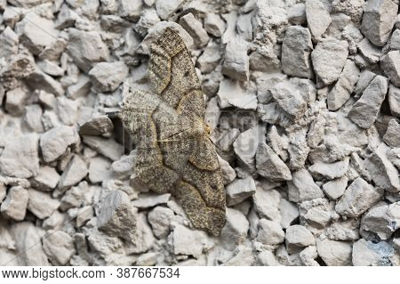 Western Hemlock Looper Moths At Vancouver Bc Canada,