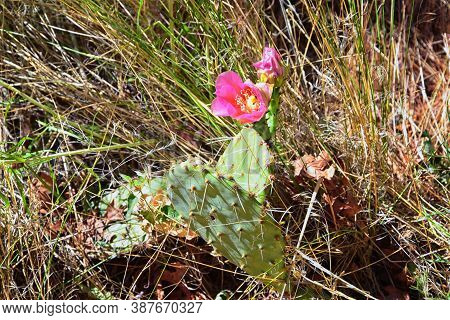 Prickly Pear Cactus Opuntia Cactaceae Blooming With Fruits And Yellow Flowers Outdoor In The Desert 
