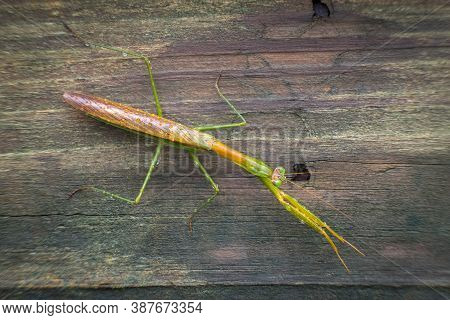 A Female Chinese Mantis (tenodera Sinensis) Dries Out After A Rain. Raleigh, North Carolina.