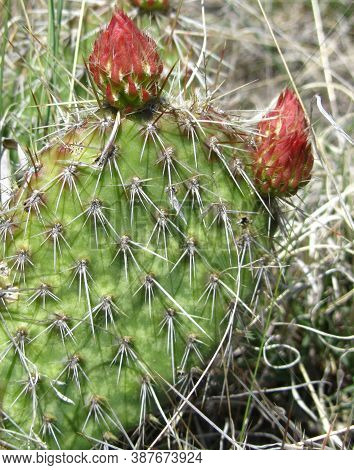 Plains Prickly Pear (opuntia Polyacantha) In Terry Badlands Wilderness Study Area, Montana