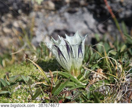 Arctic Gentian (gentiana Algida) Wildflower In Beartooth Mountains, Montana
