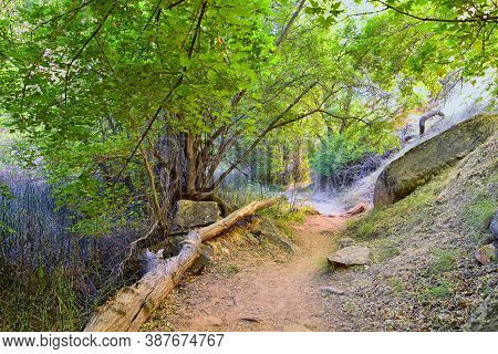 Oasis In Lower Calf Creek Falls Views Of Forest And Horsetail (equisetum Hyemale) Field From The Hik