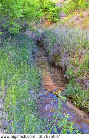 Oasis In Lower Calf Creek Falls Views Of Forest And Horsetail (equisetum Hyemale) Field From The Hik