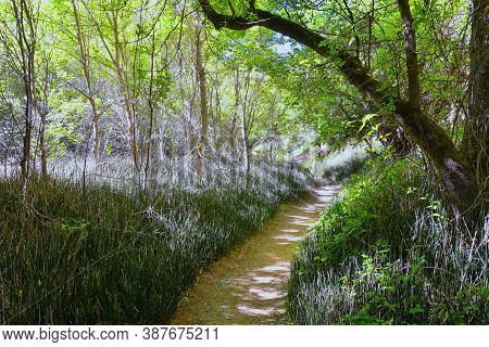 Oasis In Lower Calf Creek Falls Views Of Forest And Horsetail (equisetum Hyemale) Field From The Hik