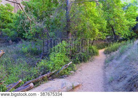 Oasis In Lower Calf Creek Falls Views Of Forest And Horsetail (equisetum Hyemale) Field From The Hik