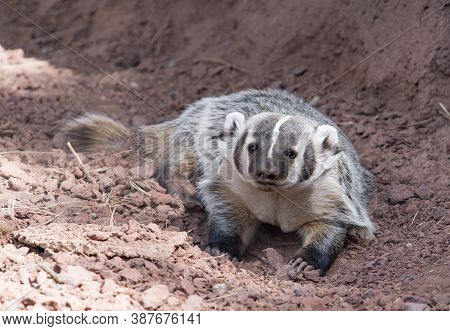 North American Badger In Wild On Ground.