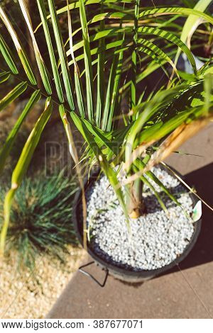 Ravenea Rivularis Majestic Palm Plant Outdoor In Sunny Backyard Shot At Shallow Depth Of Field