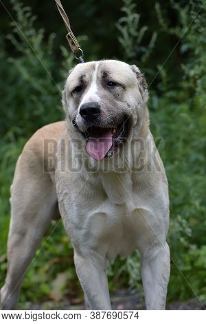 Central Asian Shepherd Dog Laying On Grass