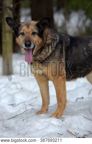 Elderly Dog Half-breed Shepherd