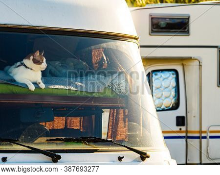 Cat Laying On Bed In Rv Integra Camper Car And Looking Around Trought Front Window Pane. Motorhome T