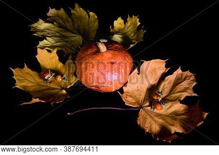 Still Life Panting With Pumpkin And Maple Leaves. Thanksgiving, Halloween Concept. Black Background.