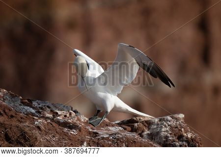Northern Gannet With Spreadout Wings Landing Near His Mate In A Breeding Colony At Cliffs Of Helgola