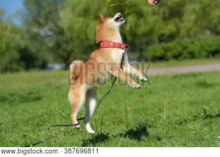 Shiba Ina Jumps Playing On The Grass