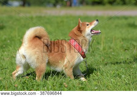 Shiba Ina In The Summer In The Park