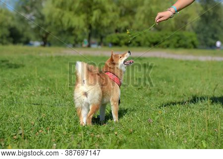 Shiba Ina In The Summer In The Park