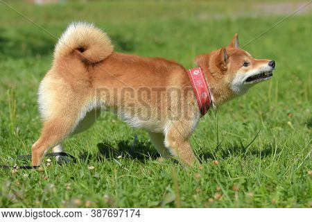 Shiba Ina In The Summer In The Park