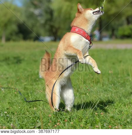 Shiba Ina Jumps Playing On The Grass