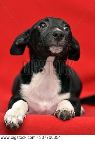 Black And White Eared Puppy Half-breed On A Red Background