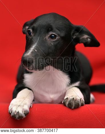 Black And White Eared Puppy Half-breed On A Red Background