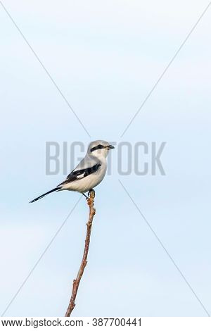 Great Grey Shrike on Branch (lanius Excubitor) Wildlife Nature