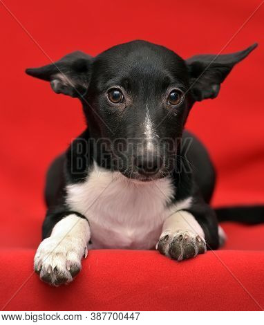Black And White Eared Puppy Half-breed On A Red Background