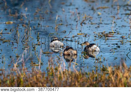 Little Grebe Or Tachybaptus Ruficollis Family With Chicks Floating Together In Natural Blue Water At