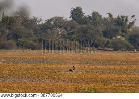 Habitat Image Of Male Black Necked Stork In Scenic Landscape Of Keoladeo Ghana National Park Or Bhar