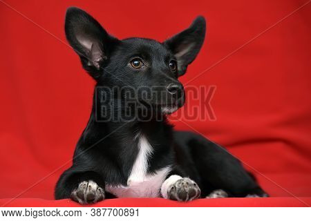 Black And White Eared Puppy Half-breed On A Red Background