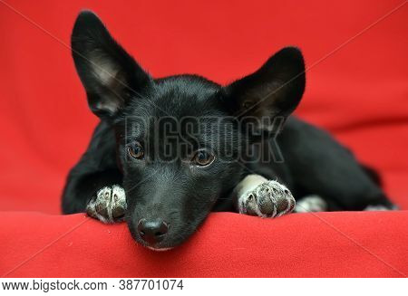 Black And White Eared Puppy Half-breed On A Red Background