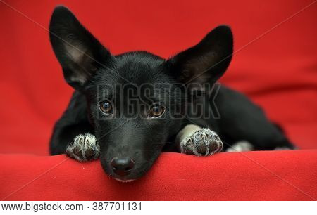 Black And White Dachshund Terrier Mixed Breed Little Dog On Red Background