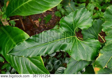 Tropical Plant With Botanic Name 'anthurium Brownii'