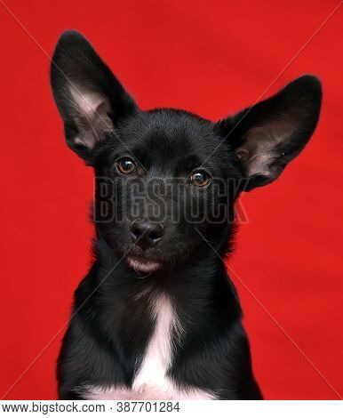 Black And White Eared Puppy Half-breed On A Red Background