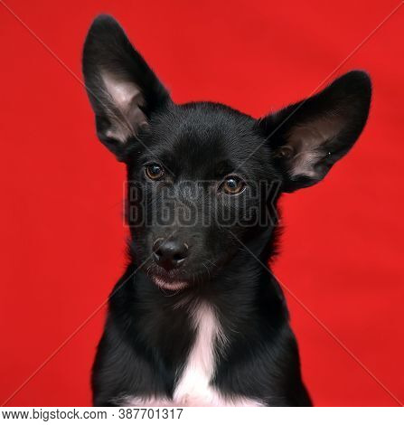 Black And White Eared Puppy Half-breed On A Red Background