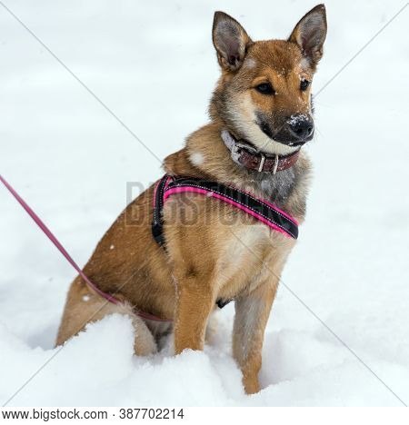 Red Puppy Among Snow
