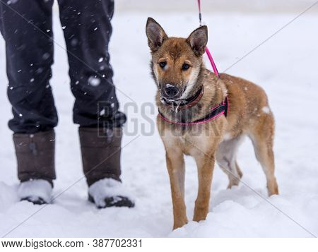 Red Puppy Among Snow