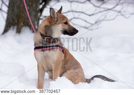 Red Puppy Among Snow