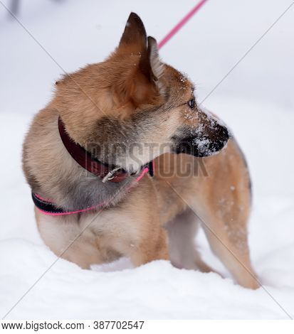 Red Puppy Among Snow
