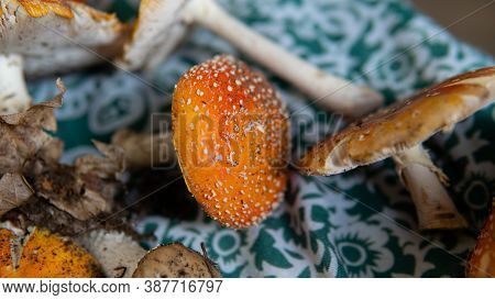 Amanita Muscaria .poisonous Psychoactive Mushroom Of The Genus Amanita, Or Amanita. The Psychedelic