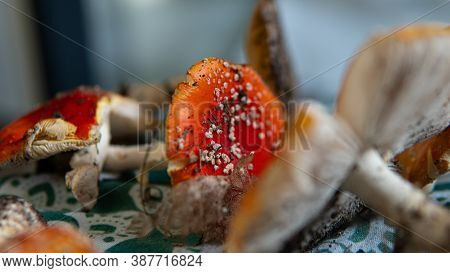 Amanita Muscaria .poisonous Psychoactive Mushroom Of The Genus Amanita, Or Amanita. The Psychedelic