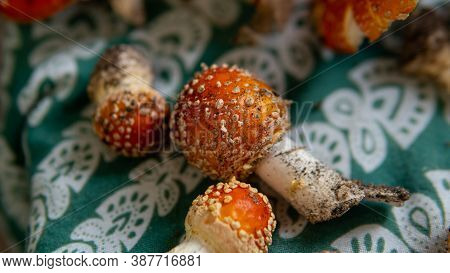 Collection And Drying Of Amanita Muscaria Fruit Bodies In Forests. Psychedelic Experience Using Mush