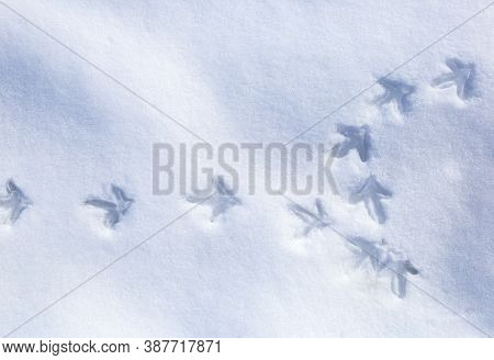 Seamless Background With Bird's Tracks. Hand Drawn Texture.