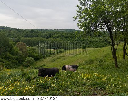 Two Pig Mangoes On A Meadow In The Village Against A Hilly Landscape During A Cloudy Day