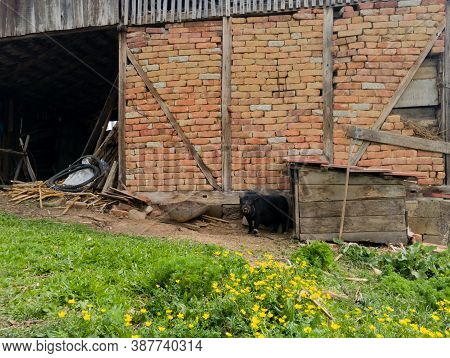Mangulica, A Pig, Is Standing In Front Of A Dog House Next To A Brick Wall In The Village