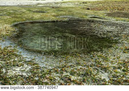 Low Tide Reveals Algae And Tide Pools In The Indian Ocean. The Tidepools Are Isolated Pockets Of Sea